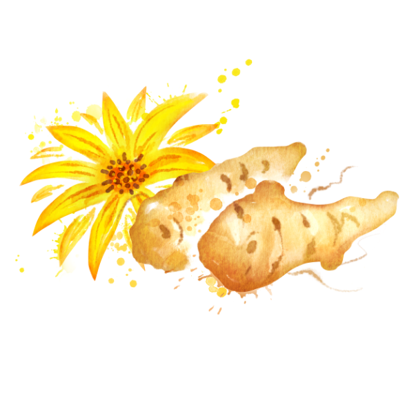 jerusalem artichoke illustration